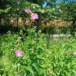 Epilobium hirsutum 整株植物