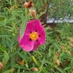 Cistus × purpureus Květ