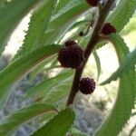 Debregeasia longifolia Leaf