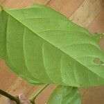 Ormosia coutinhoi Лист