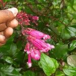 Salvia involucrata Froito