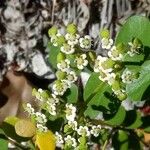 Chrysobalanus icaco Fleur