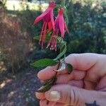 Fuchsia magellanicaFlower