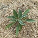 Verbascum niveum Leaf