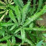 Adiantum hispidulum Habitus