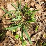 Carex flaccosperma Elinympäristö