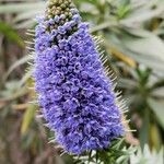 Echium candicansKwiat