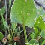 Rumex vesicarius Blatt