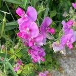 Lathyrus odoratusΛουλούδι