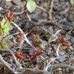 Aeonium decorum 整株植物