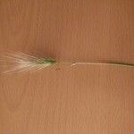 Hordeum marinum 花