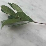 Myrica gale Leaf