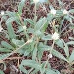 Gomphrena celosioides Leht