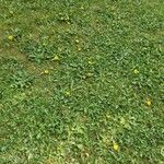 Taraxacum cucullatiforme Mosusu