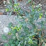 Senecio vulgaris 整株植物