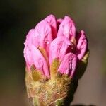 Rhododendron fulvum Floare
