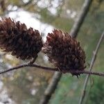 Betula alleghaniensis Froito