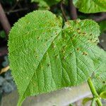 Tilia × europaeaLevél