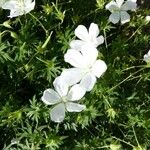 Geranium rivulare Õis