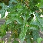 Quercus lyrata Folha