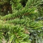 Pinus aristata पत्ता