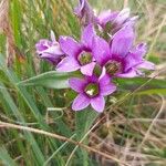 Gentianella germanica Цвят