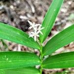 Maianthemum stellatumFloro