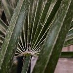 Chamaerops humilis Blad