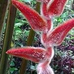 Heliconia vellerigera Flor