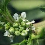 Lepidium squamatum Other