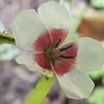 Linum grandiflorum Flower