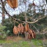 Halesia carolina Frukt