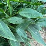 Canna glauca Leaf