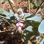 Desmodium scorpiurus Flor