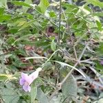 Thunbergia grandiflora Fiore