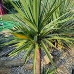 Cordyline australis ഇല