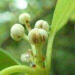 Sphenostemon oppositifolius Fruit