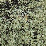 Pittosporum tenuifolium List