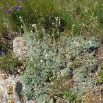 Artemisia glacialis Celota