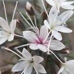Phacelia tanacetifolia Kwiat