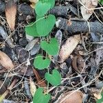 Aristolochia paucinervis Blad