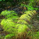 Equisetum sylvaticum Vekstform