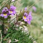 Euphrasia alpina Habitus