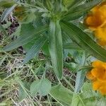 Lithospermum canescens Blad