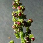 Chenopodium polyspermum Kvet