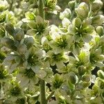 Veratrum album Flor