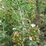 Thymus zygis Leaf