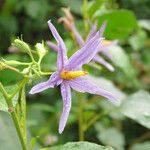 Solanum paludosum Λουλούδι