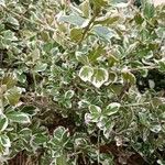 Euonymus fortunei Fulla