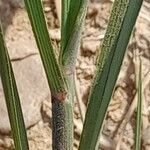 Diplachne fusca Leaf